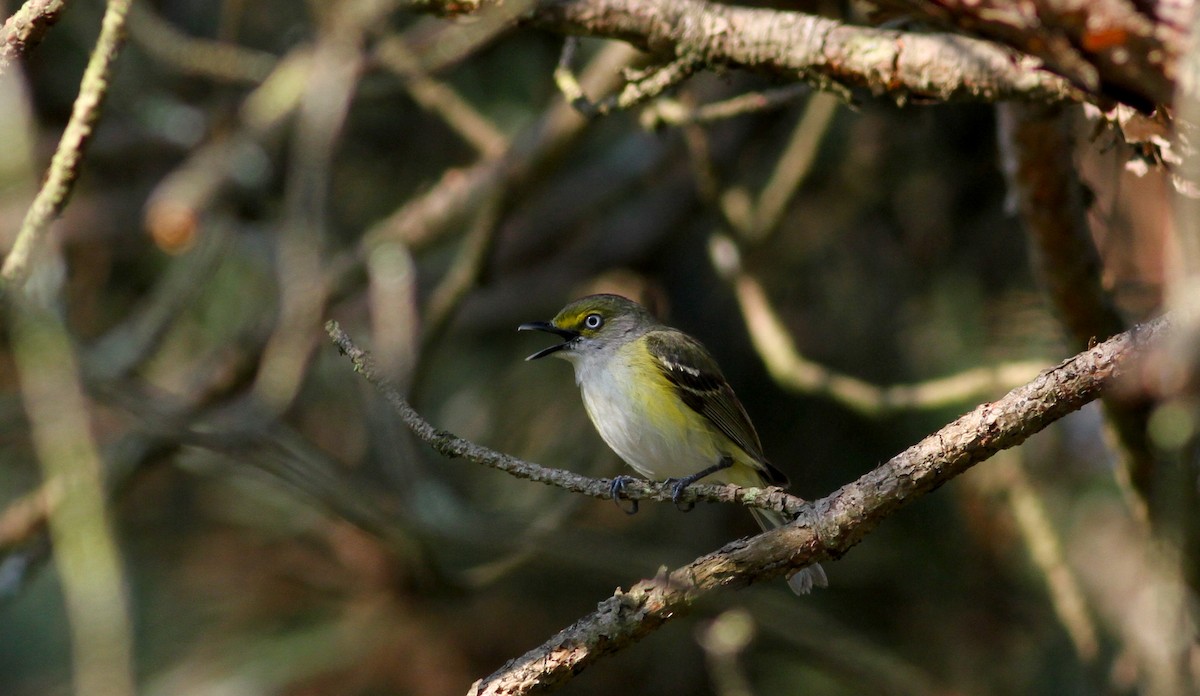 White-eyed Vireo - ML38172001