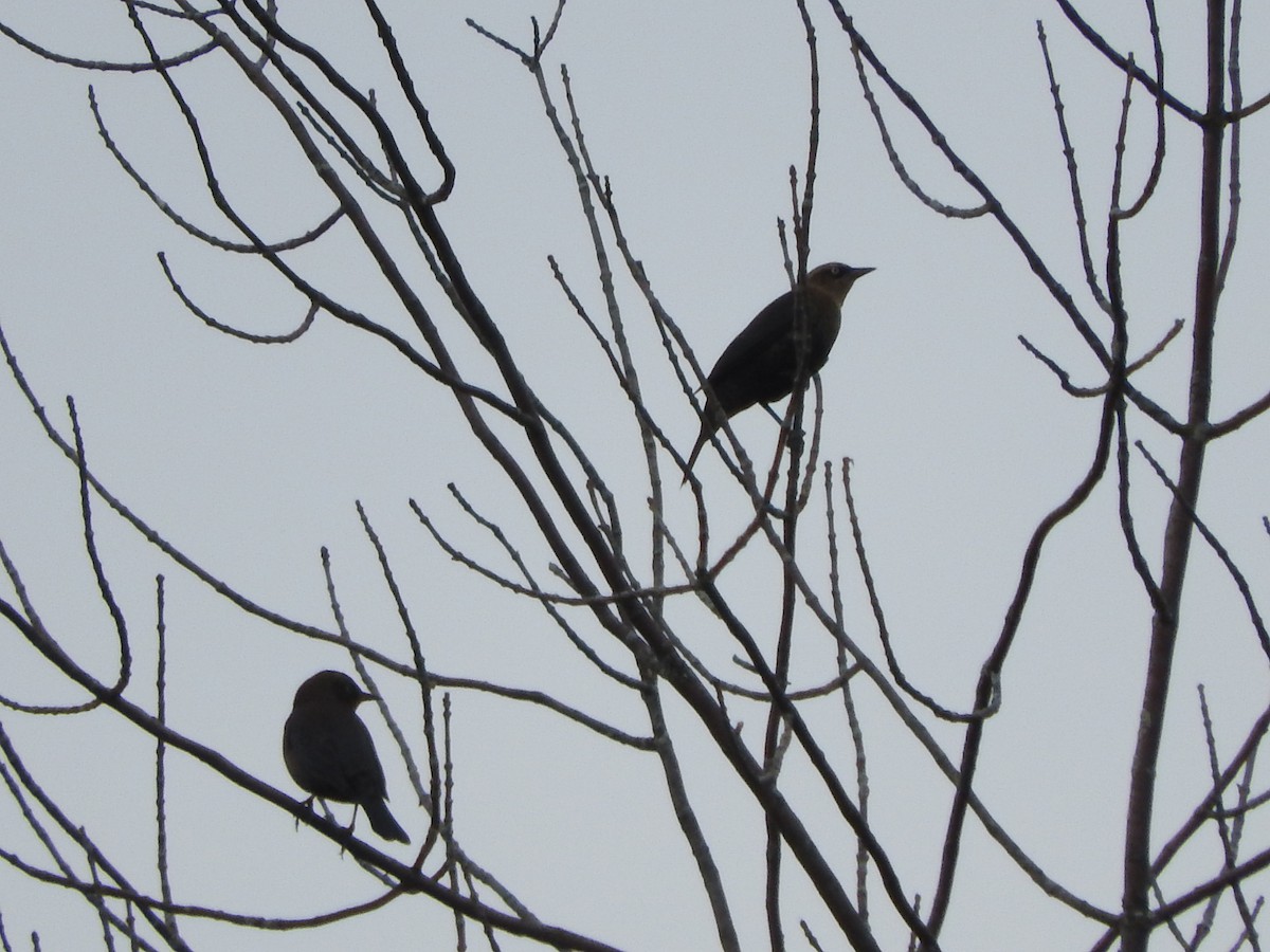 Rusty Blackbird - ML381720281