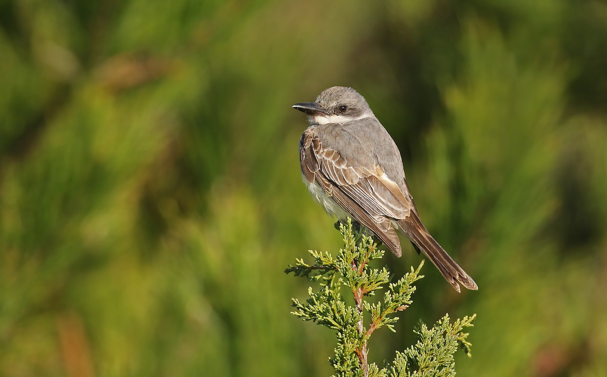 Gray Kingbird - Ryan Schain