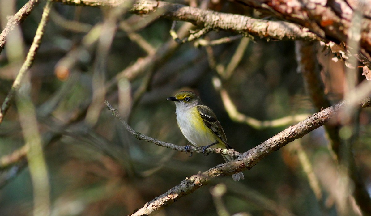 White-eyed Vireo - Jay McGowan