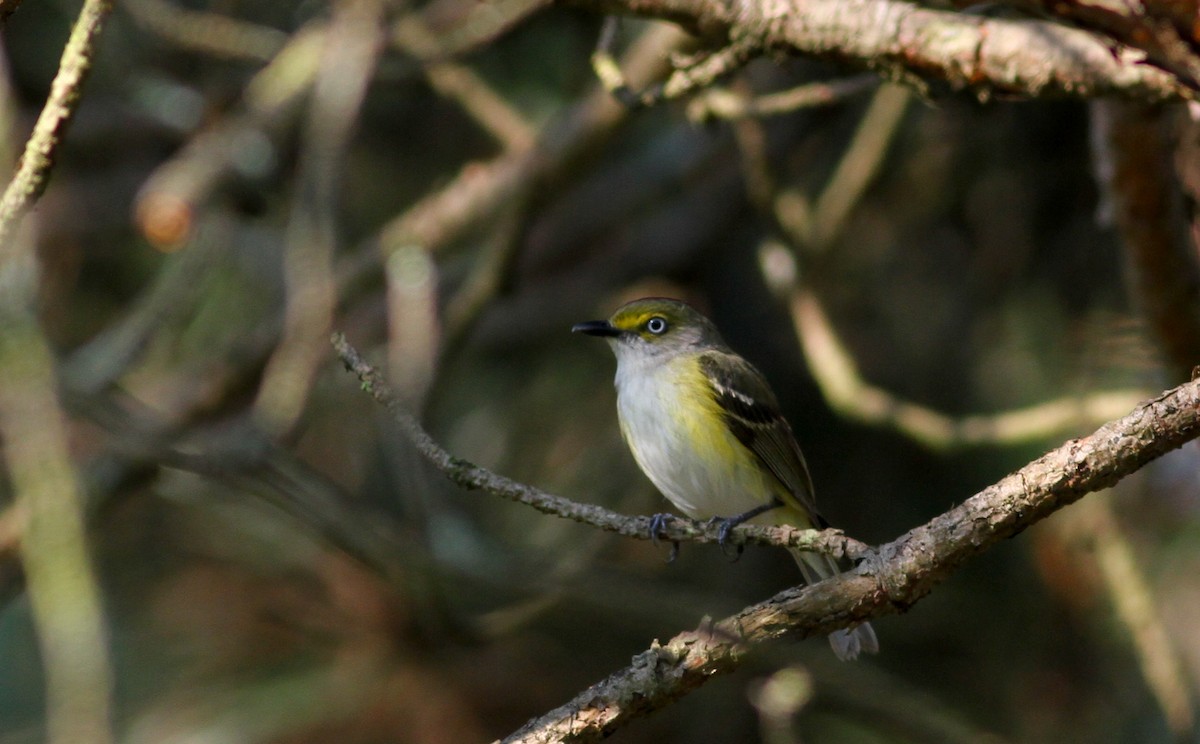 White-eyed Vireo - Jay McGowan