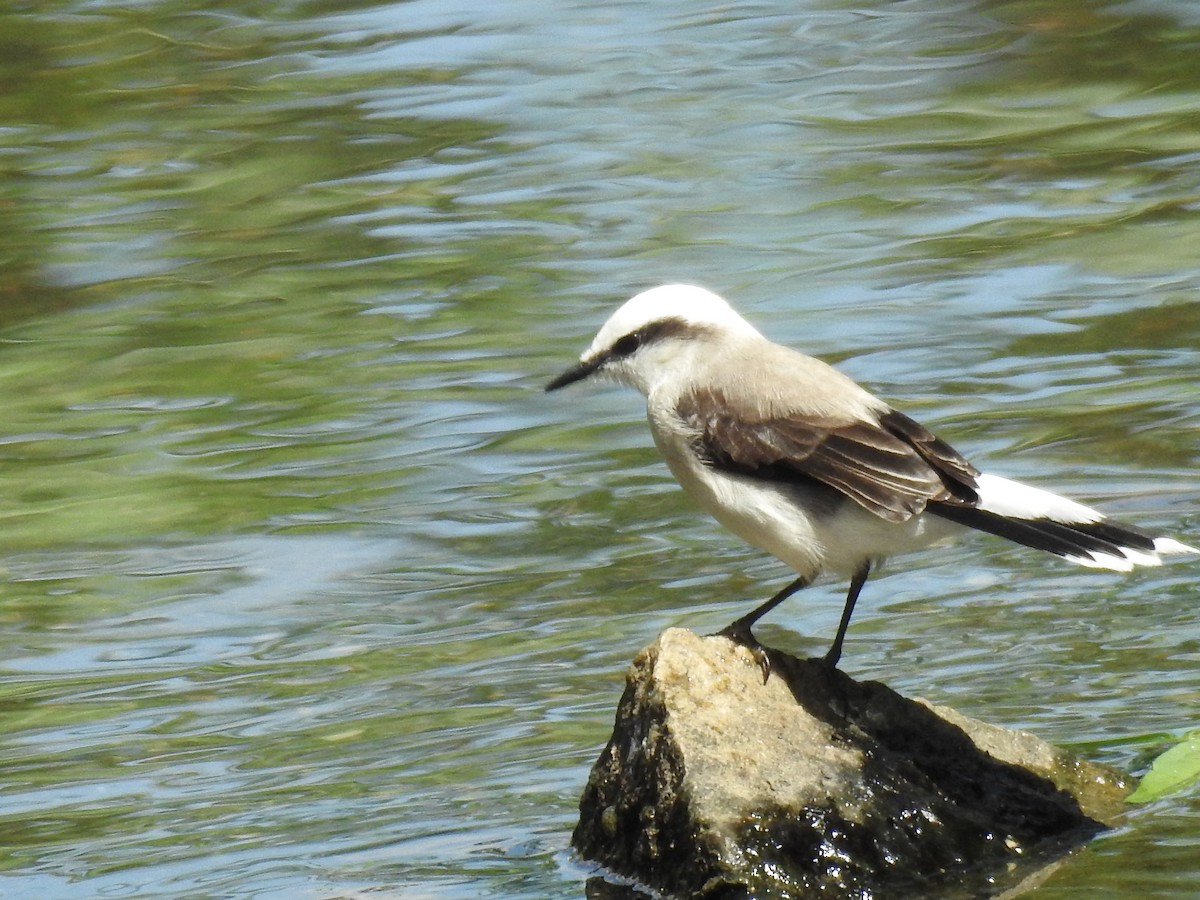 Masked Water-Tyrant - ML381722151