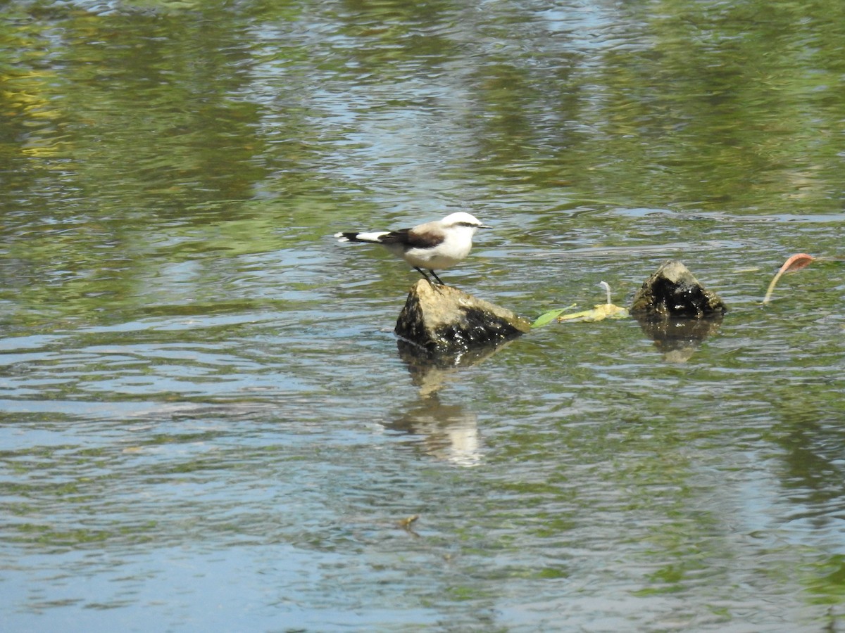 Masked Water-Tyrant - ML381722341