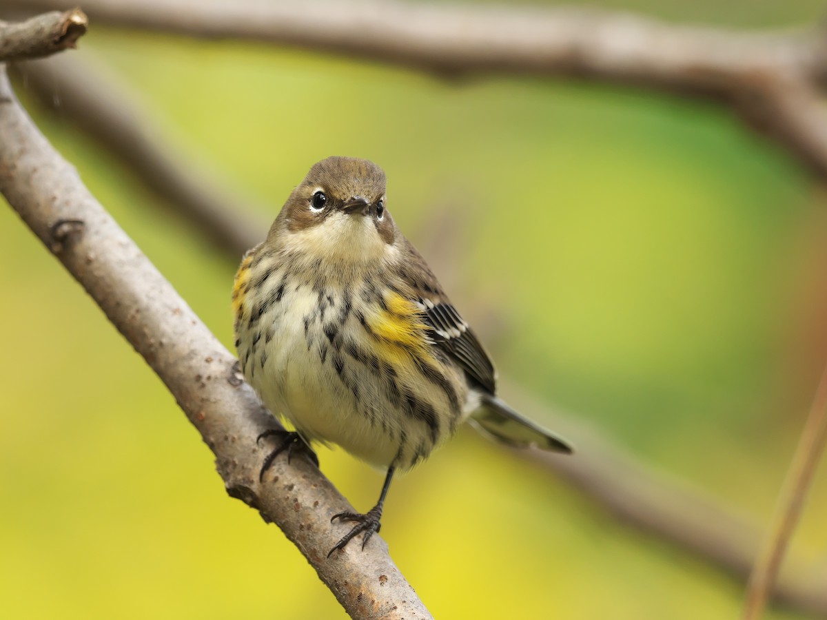 Yellow-rumped Warbler - ML381723441