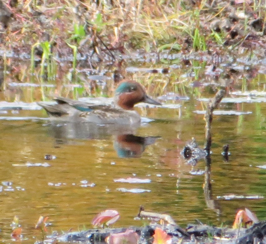 Green-winged Teal - ML381724011