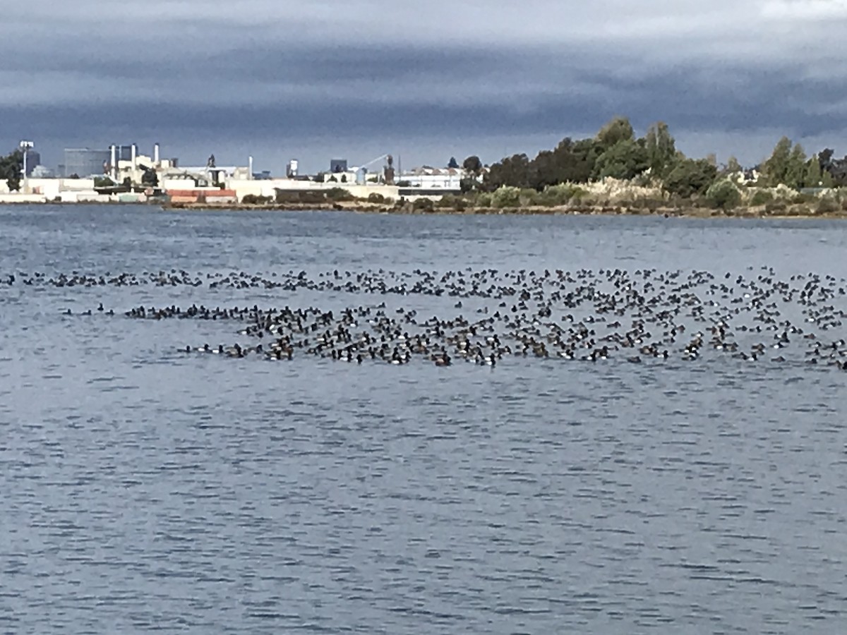 Greater/Lesser Scaup - ML381726271