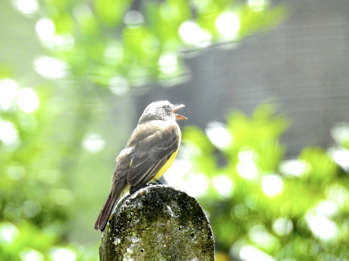 Social Flycatcher - ML381726781