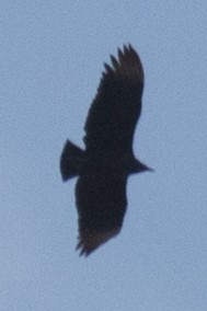 Black Vulture - ML38173031