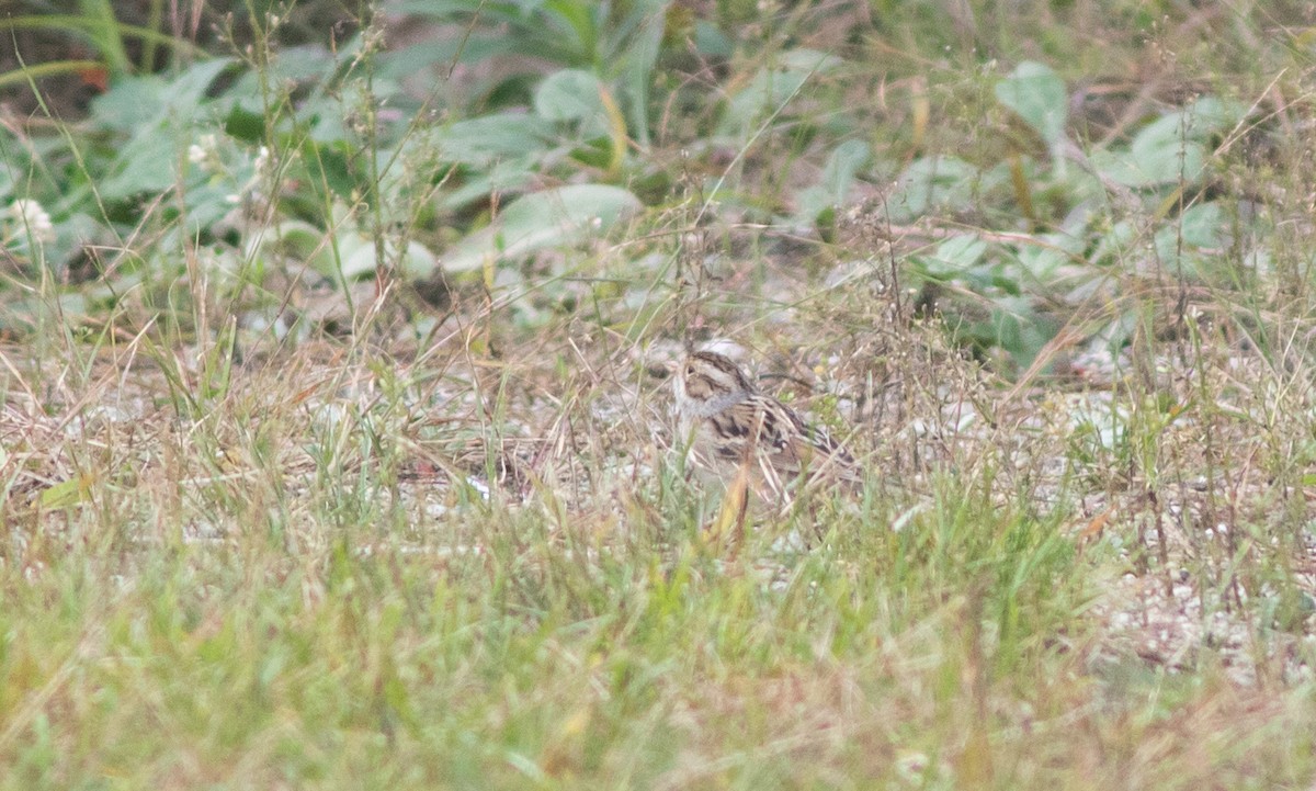 Clay-colored Sparrow - ML381731081