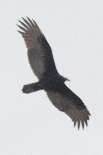 Turkey Vulture - ML38173111