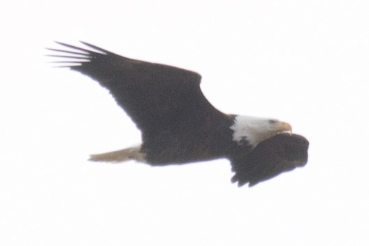 Bald Eagle - ML38173261