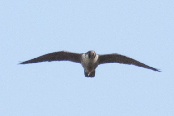 Peregrine Falcon - ML38173351