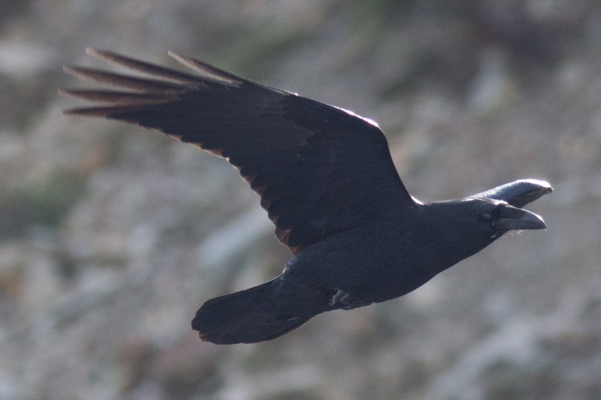 Common Raven - ML38173441