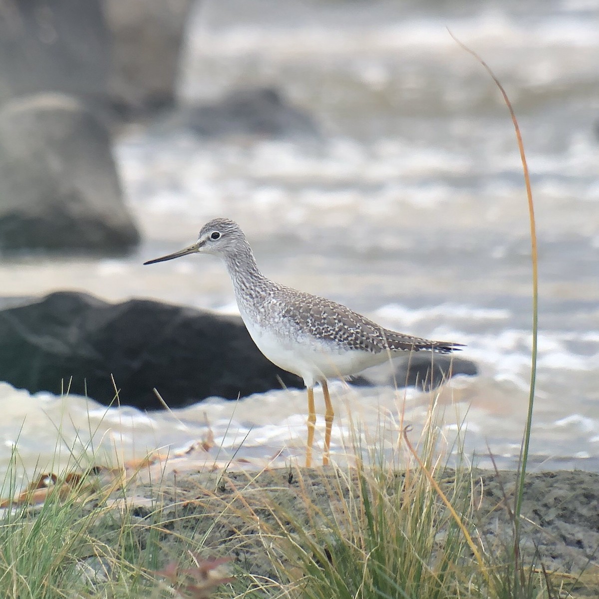 Greater Yellowlegs - ML381734691