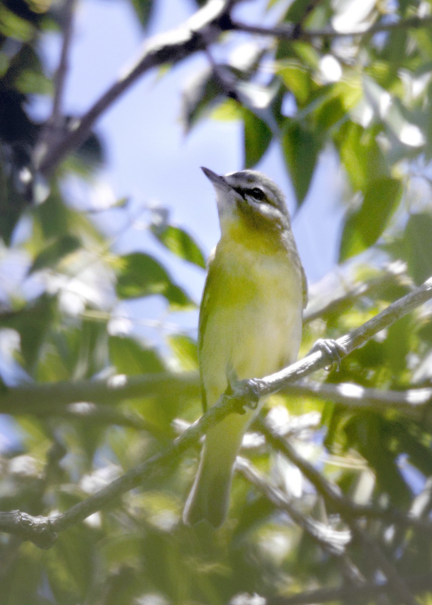 Philadelphia Vireo - Daniel Garza Tobón