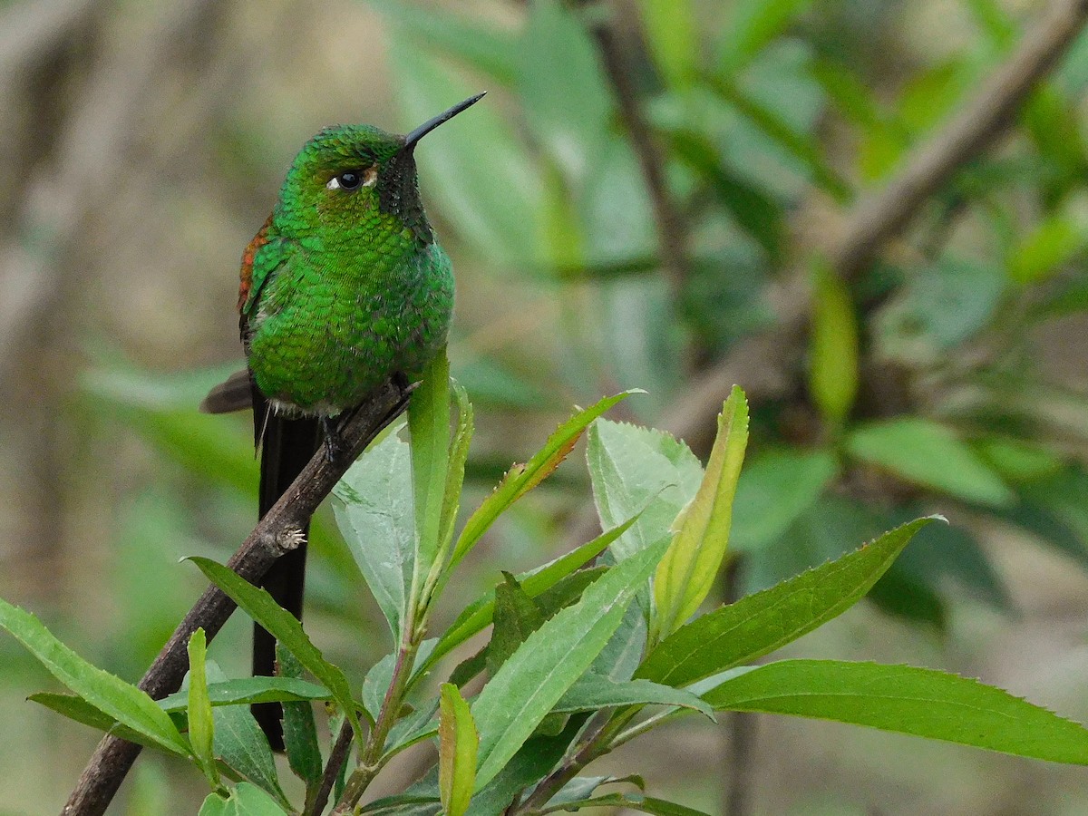 Red-tailed Comet - ML381738481