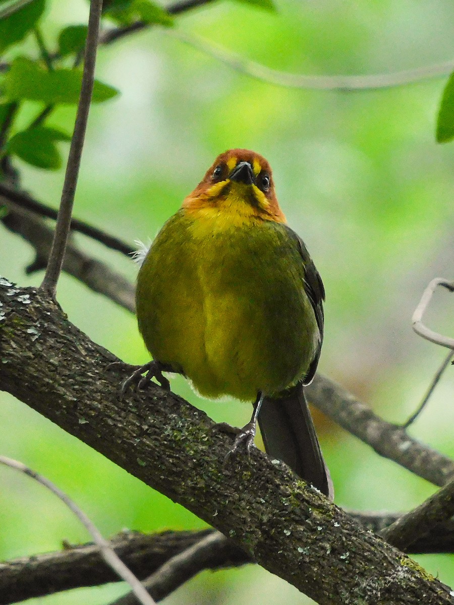 Fulvous-headed Brushfinch - ML381739161