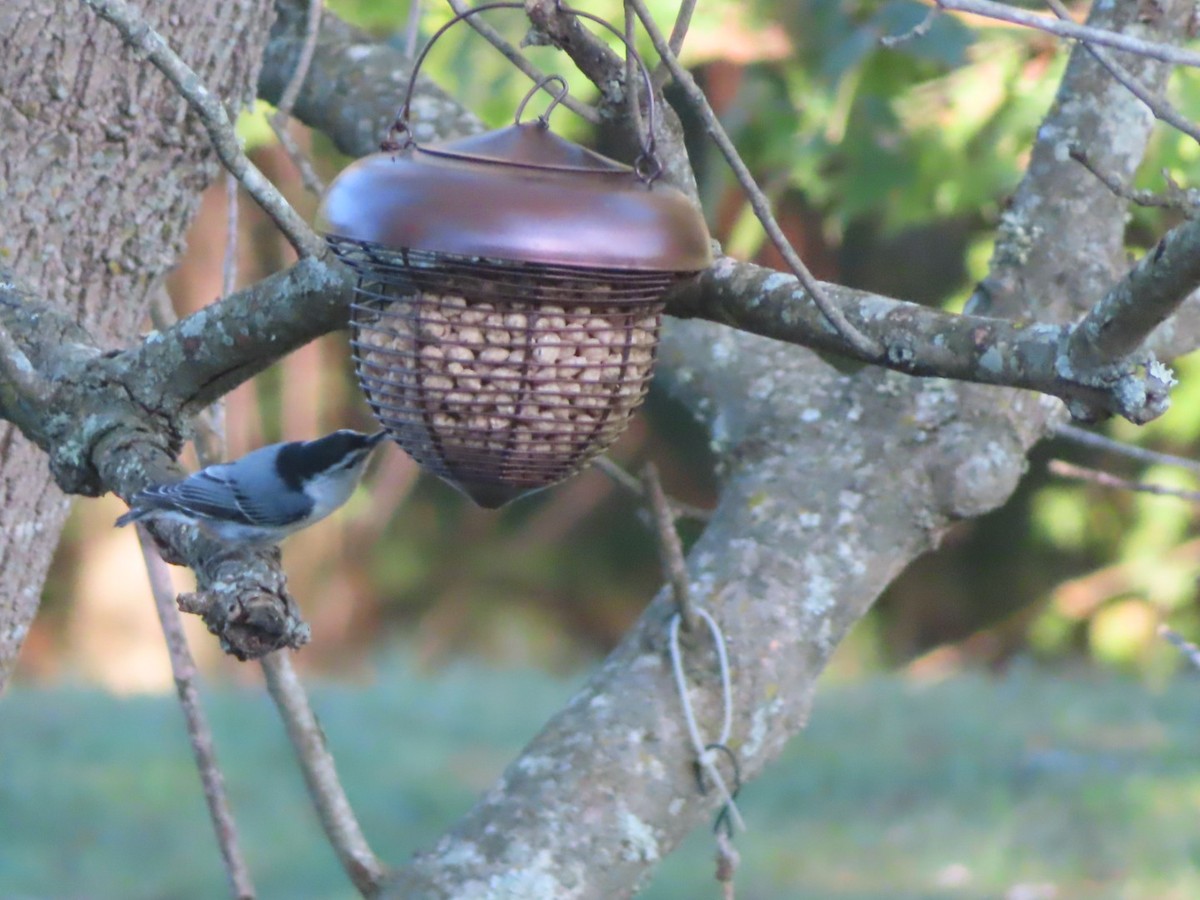 White-breasted Nuthatch - Fran Loyd