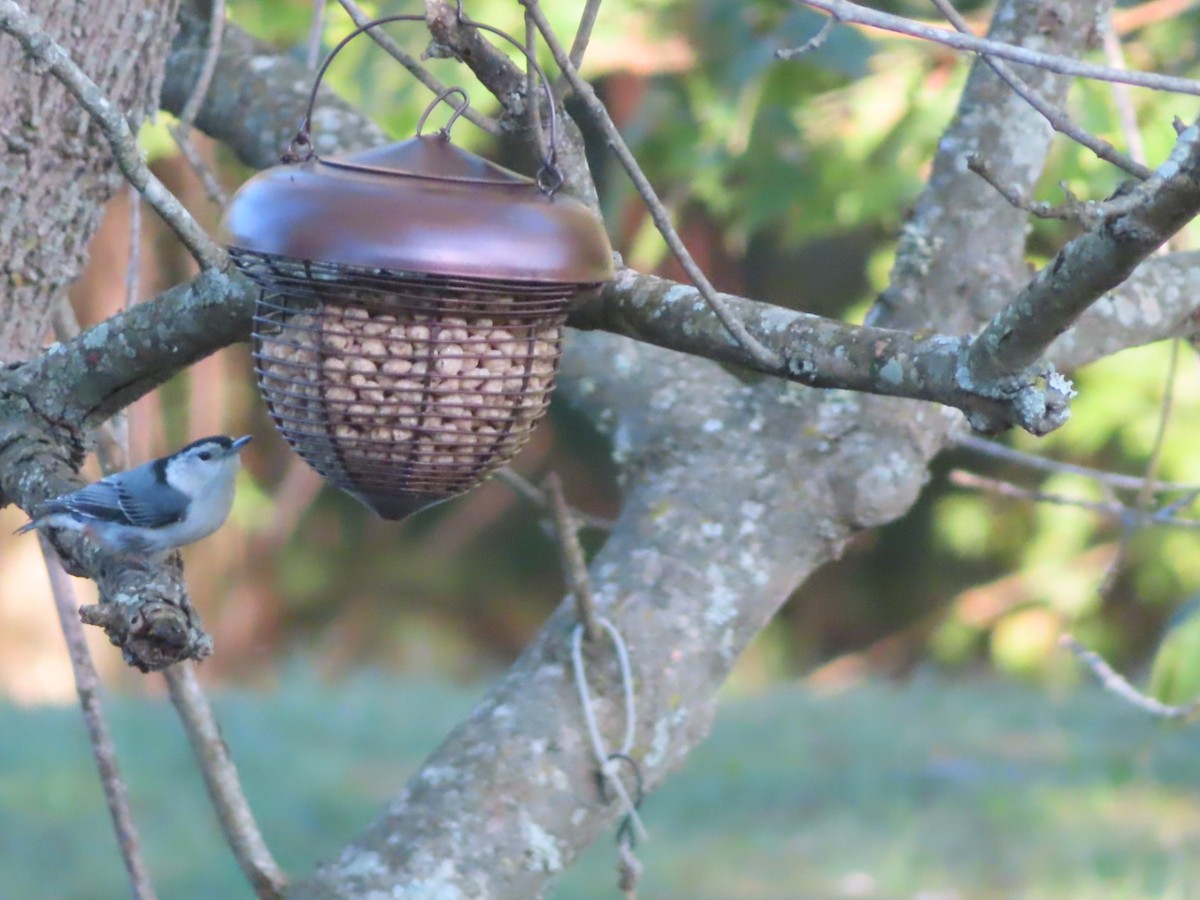 White-breasted Nuthatch - Fran Loyd