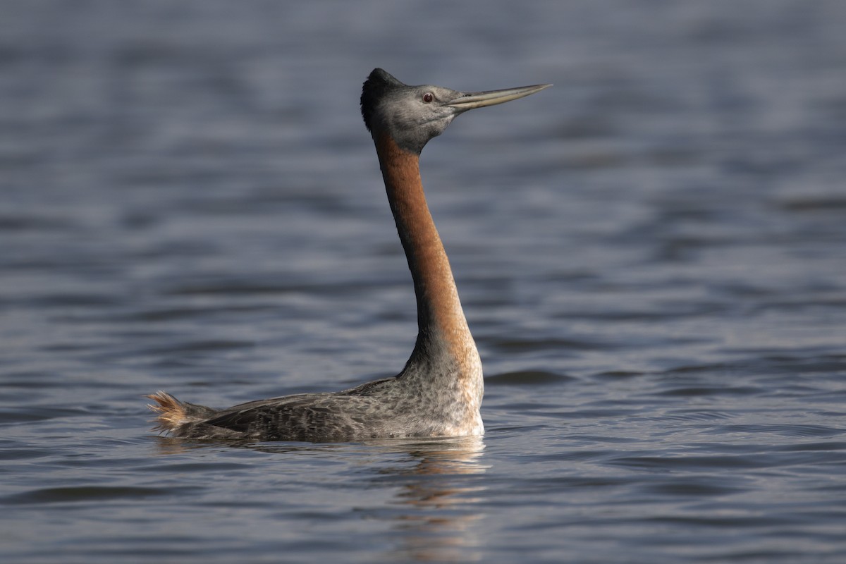 Great Grebe - Daniel Branch