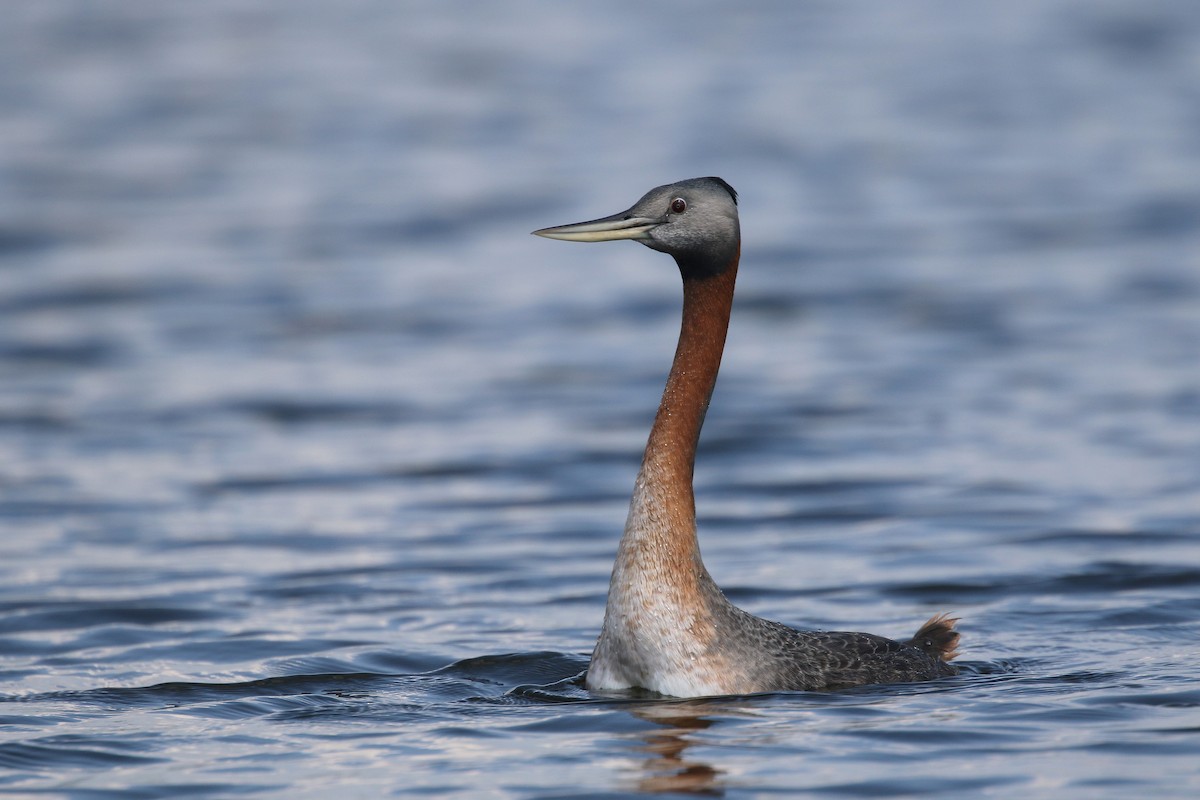 Great Grebe - Daniel Branch