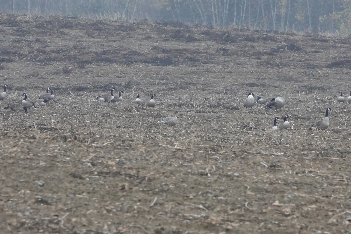 Pink-footed Goose - ML381744491