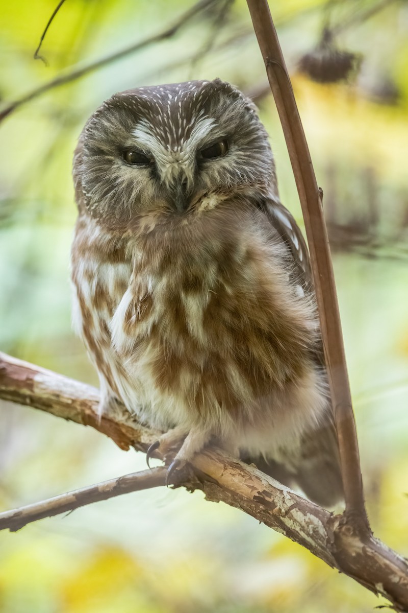 Northern Saw-whet Owl - Charlie Lasswell