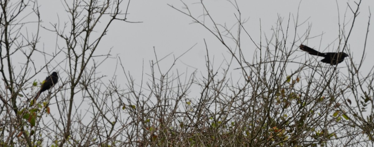 Groove-billed Ani - Mike VanEtten