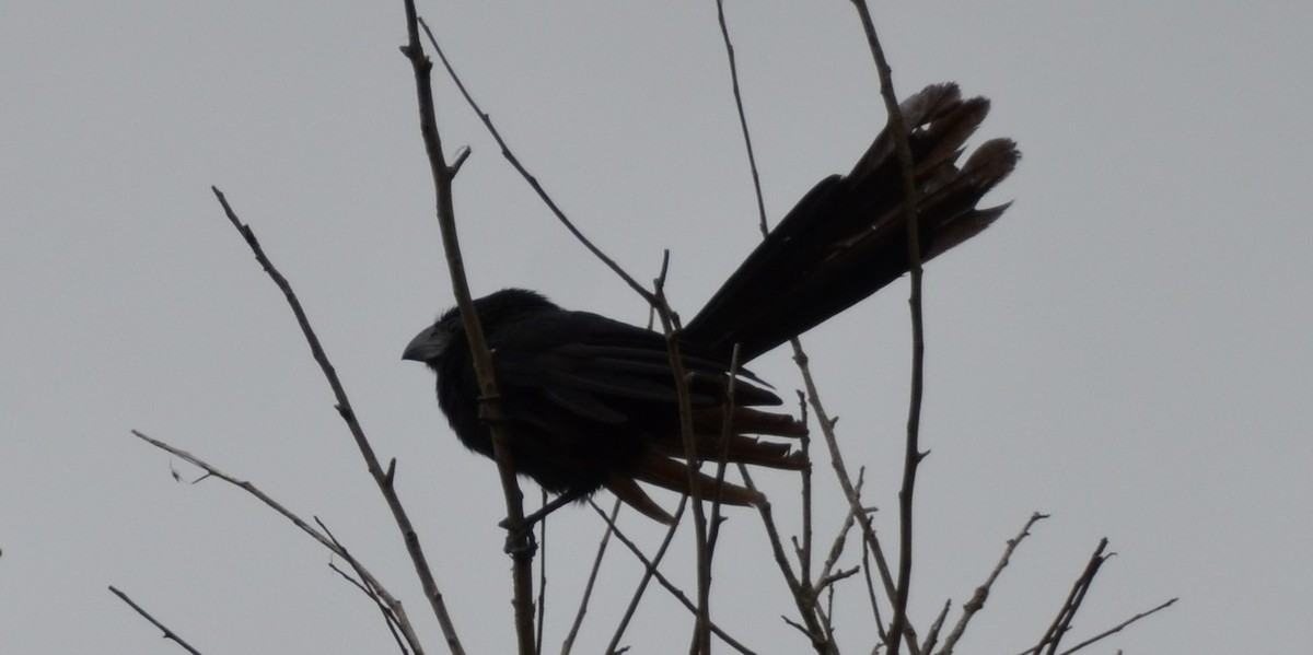 Groove-billed Ani - ML381747031