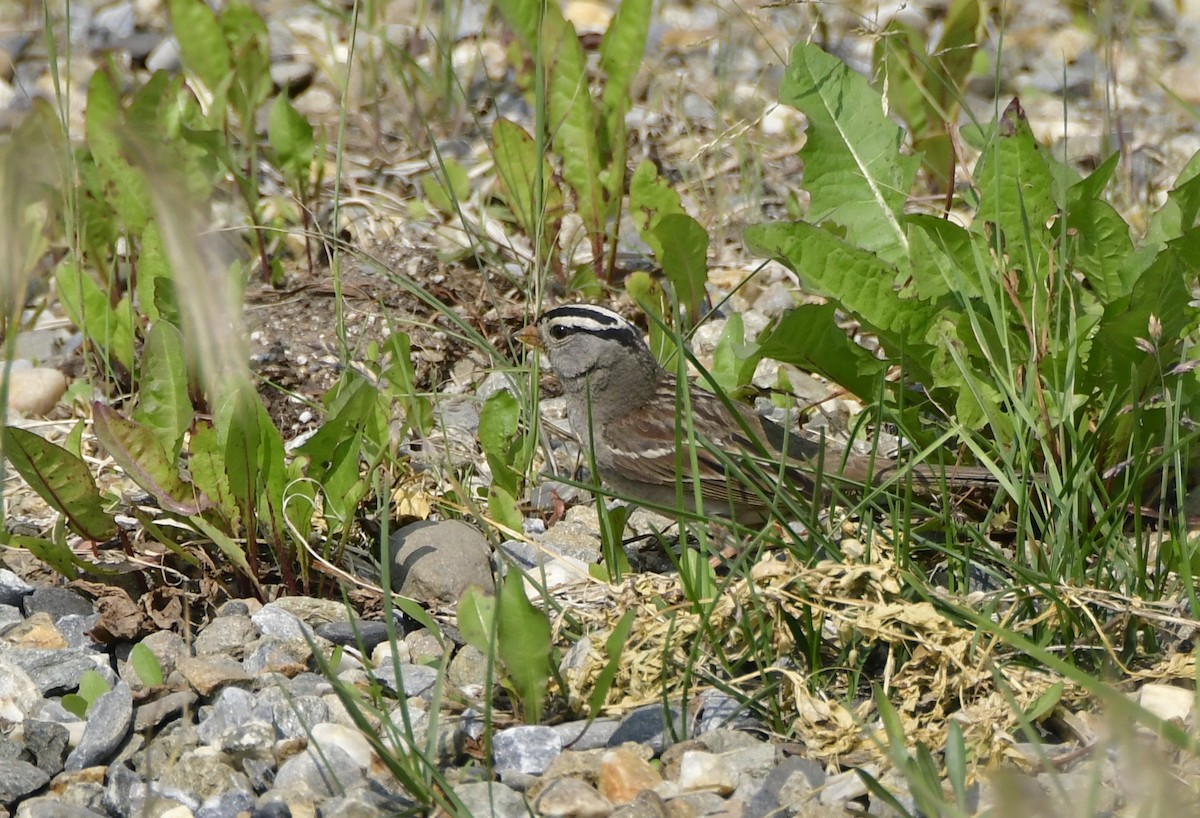 White-crowned Sparrow - ML381747301