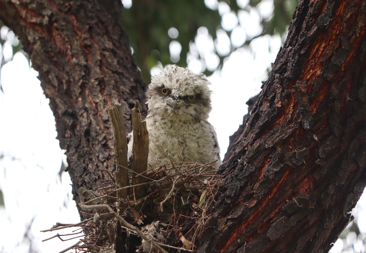 Tawny Frogmouth - ML381748481