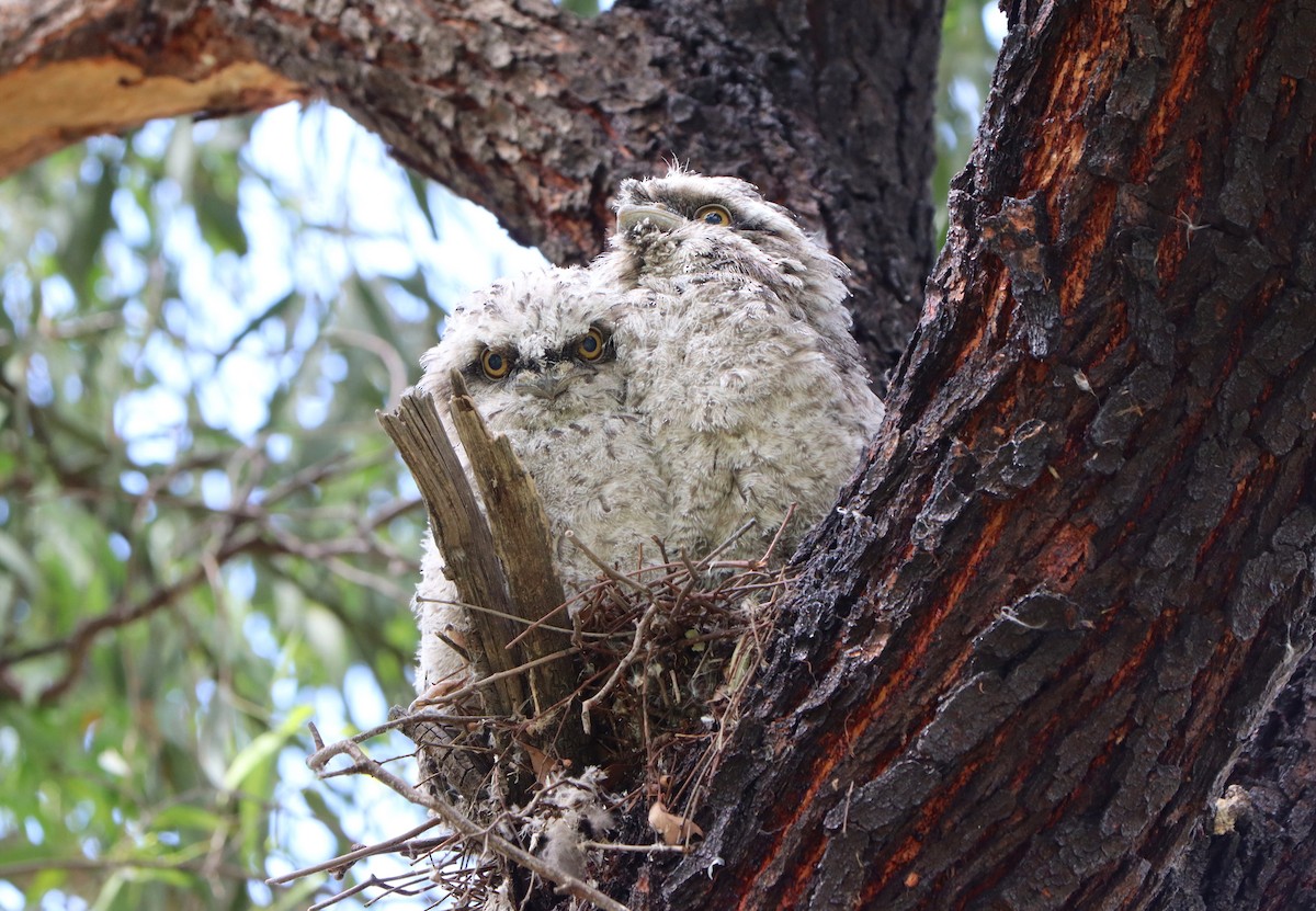 Tawny Frogmouth - ML381748741