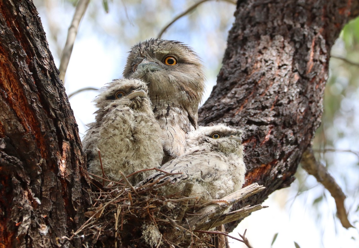 Tawny Frogmouth - ML381748921