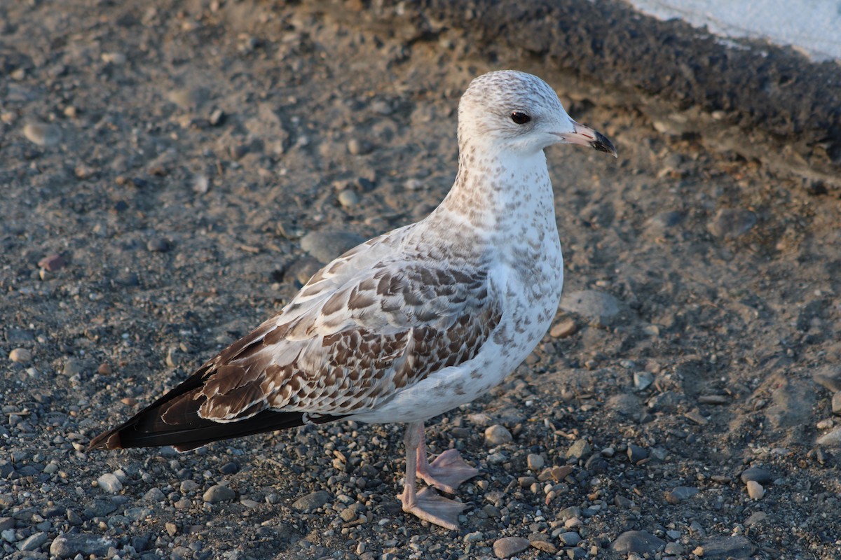 Ring-billed Gull - Sean Cozart
