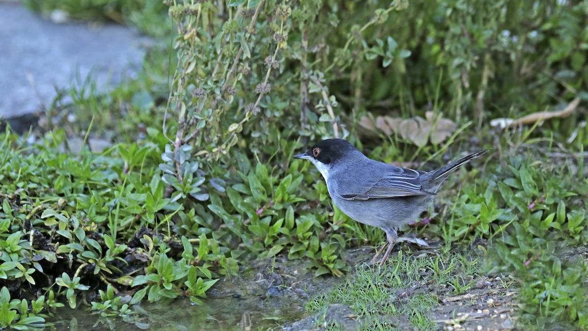 Sardinian Warbler - ML381756041