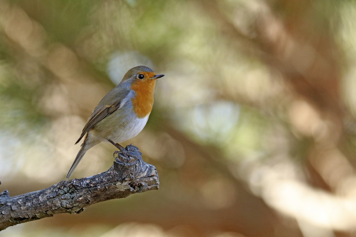 European Robin - ML381756361