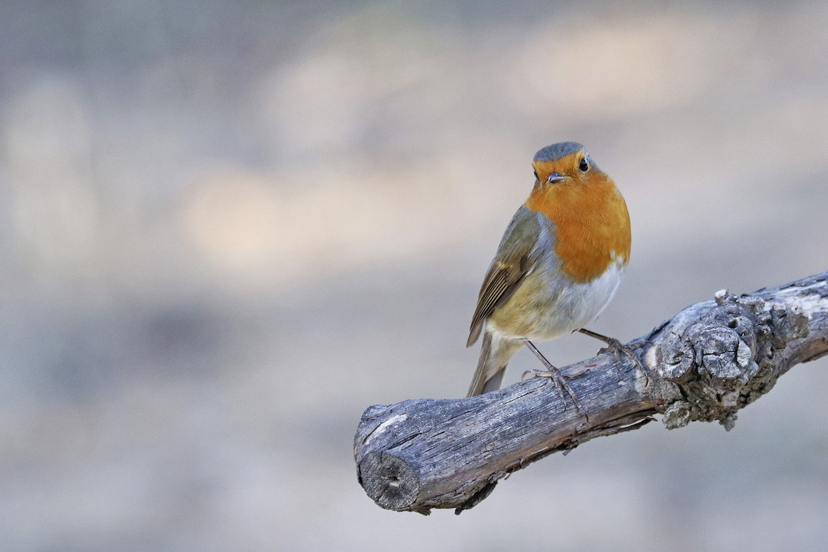 European Robin - ML381756421