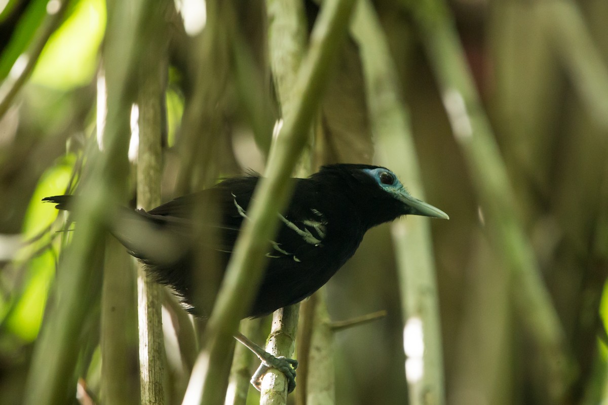 Bare-crowned Antbird - ML381762531