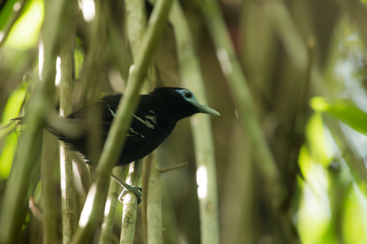 Bare-crowned Antbird - ML381762541