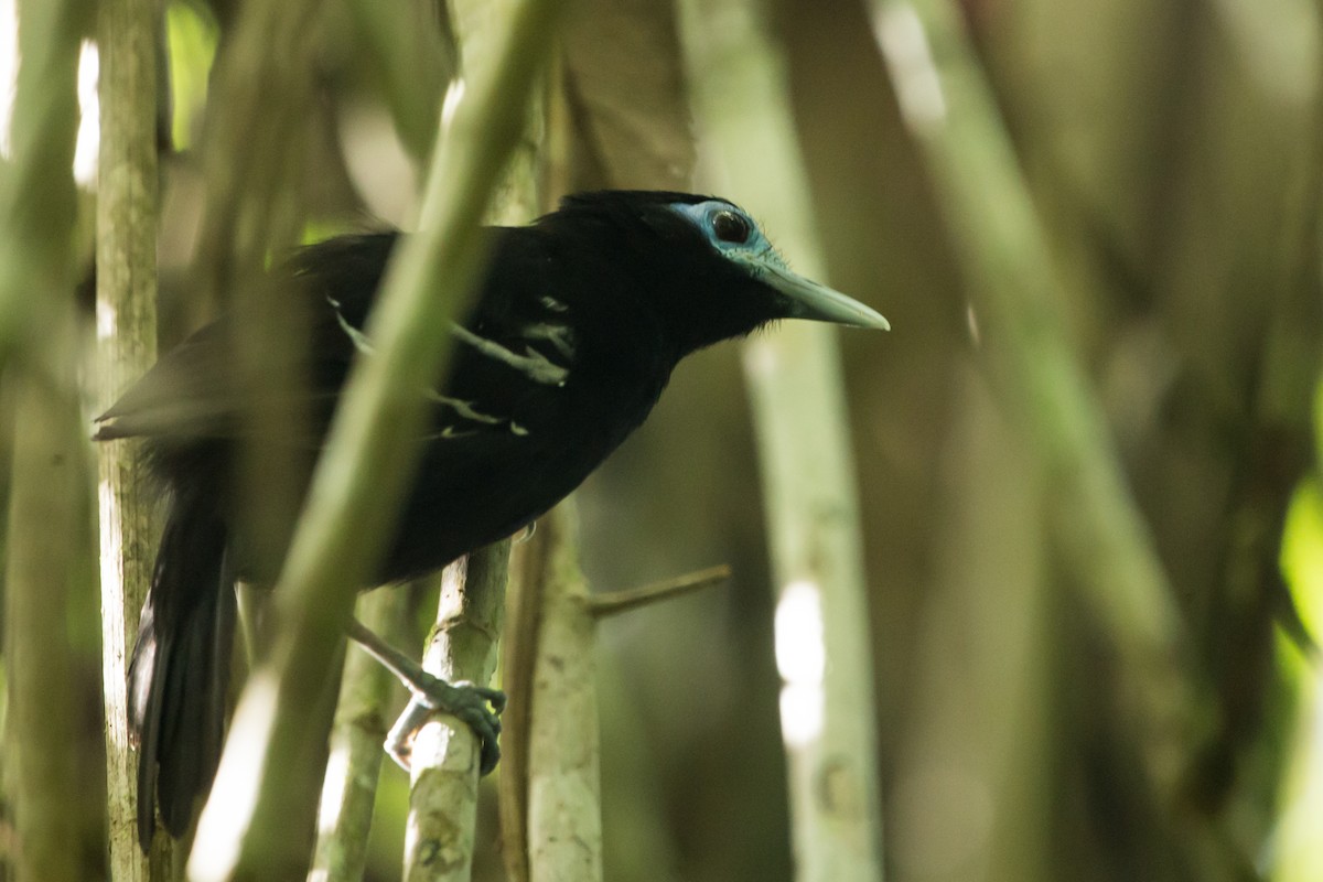 Bare-crowned Antbird - ML381762571