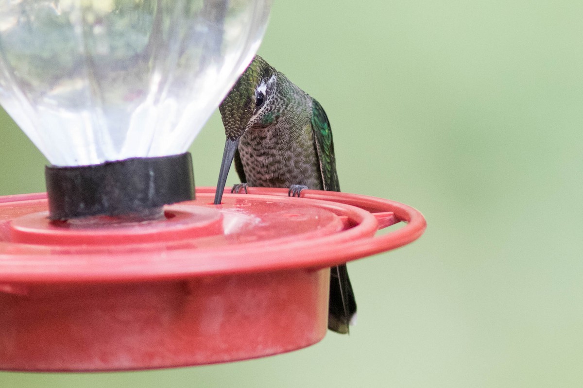 Rivoli's Hummingbird - Doug Gochfeld