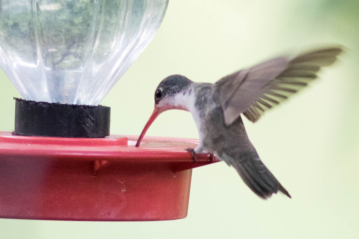 Violet-crowned Hummingbird - ML381762681