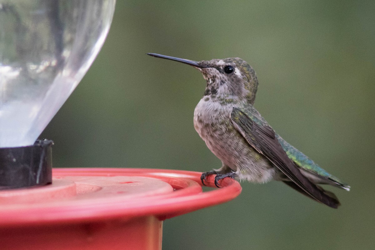 Anna's Hummingbird - ML381762811