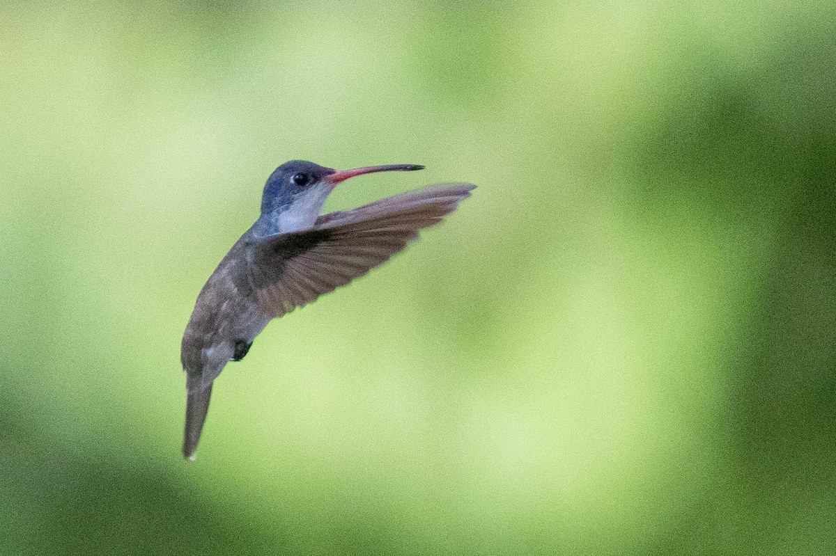 Violet-crowned Hummingbird - ML381762981