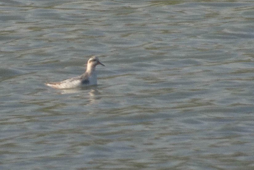 Red Phalarope - ML381765531