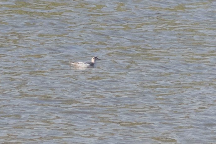 Red Phalarope - ML381765791