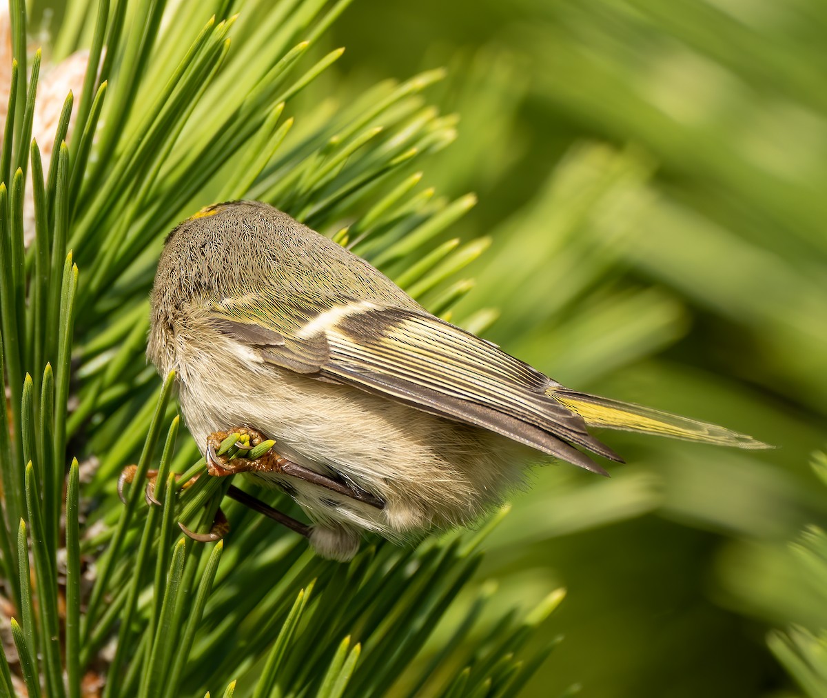 Golden-crowned Kinglet - ML381766861