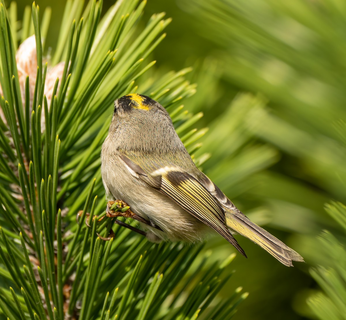 Golden-crowned Kinglet - ML381767071