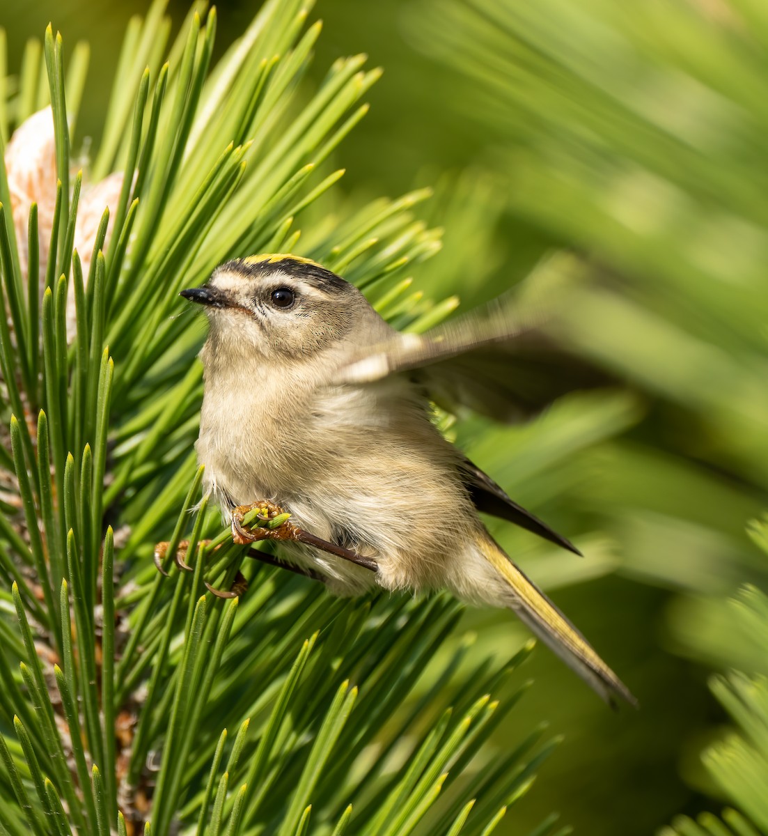 Golden-crowned Kinglet - ML381767421