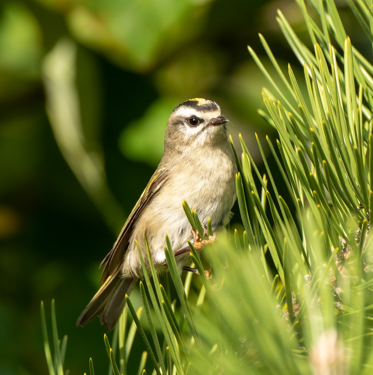 Golden-crowned Kinglet - ML381767491